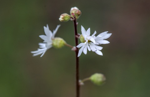 Prairie Star * Lithophragma paraviflorum