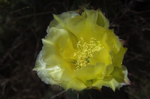 Plains Prickly Pear Cactus • Opuntia polycantha Plains Prickly Pear Cactus • Opuntia polycantha