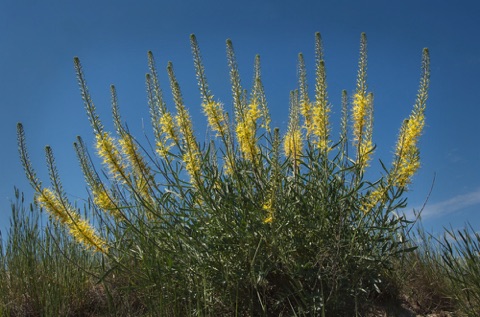 Princes Plume • Stanleya pinnata Princes Plume • Stanleya pinnata