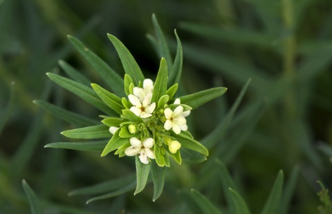 Puccoon • Lithospermum ruderale
Borage Family