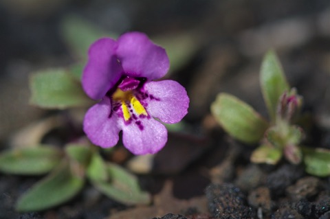 Dwarf Purple Monkey • Mimulus nanus Dwarf Purple Monkey • Mimulus nanus