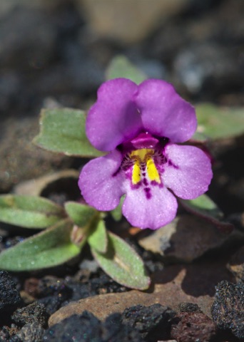 Dwarf Purple Monkey • Mimulus nanus Dwarf Purple Monkey • Mimulus nanus