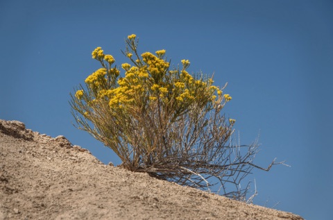 Rubber Rabbitbrush • Ericamera nauseous Rubber Rabbitbrush • Ericamera nauseous