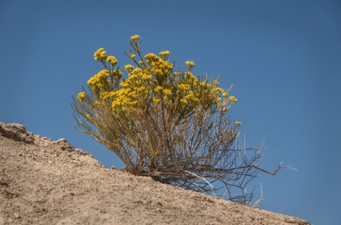 Rubber Rabbitbrush • Ericamera nauseous