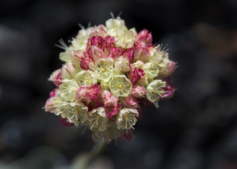 Cushion Buckwheat • Eriogonum ovalifolium