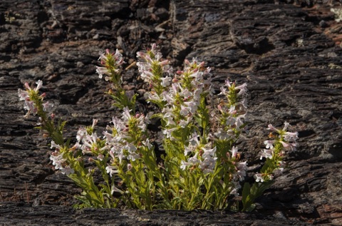 Scabland Penstemon • Penstemon deustus
Plantain Family