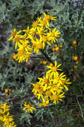 Groundsel • Senecio sp.