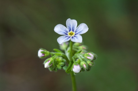 Spreading Stickseed • Hackelia diffusa Spreading Stickseed • Hackelia diffusa