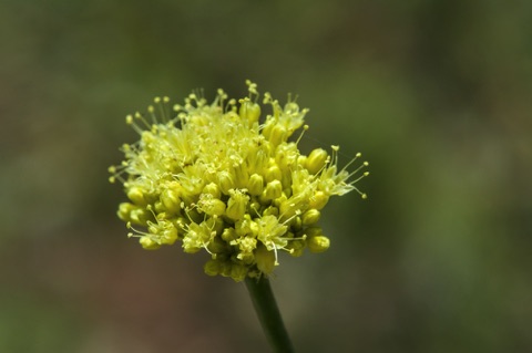 Sulfur Buckwheat • Eriogonu umbellatum