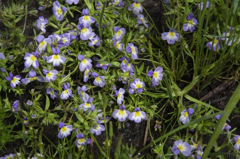 Downigia • Downingia sp. Downigia • Downingia sp.