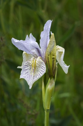 Western Blue Flag • Iris missouriensis
Iris Famly Western Blue Flag • Iris missouriensis
Iris Famly