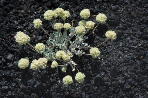 Cushion Buckwheat • Eriogonum ovalifolium Cushion Buckwheat • Eriogonum ovalifolium