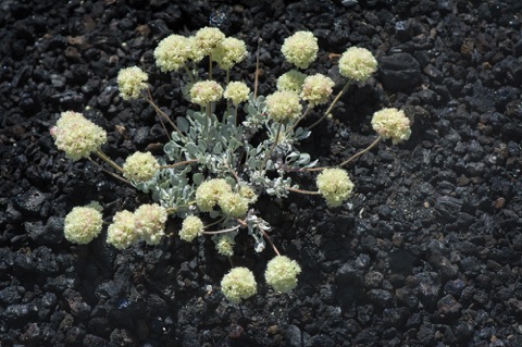 Cushion Buckwheat • Eriogonum ovalifolium