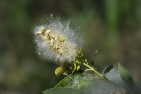Willow • Salix sp. Willow • Salix sp.