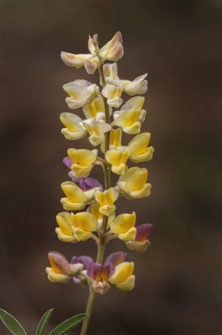 Longspur Lupine • Lupinus arbustus
Pea Family