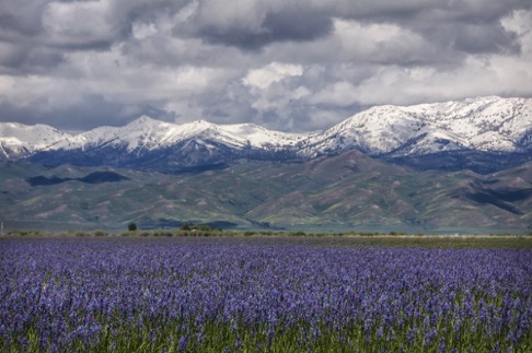 Camas Prairie Preserve