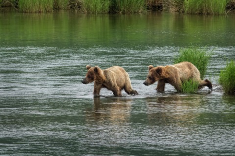 Crossing the Brooks River near the bridge