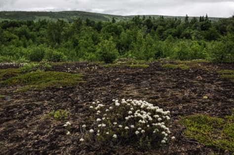 Labrador Tea