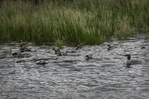 Red-breasted Merganser mom with lots of babies