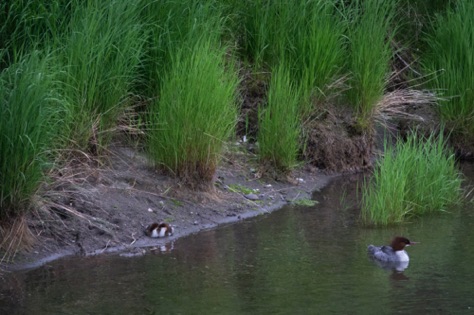 Red-breasted Merganser mom and babies