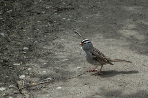 White Crowned Sparrow