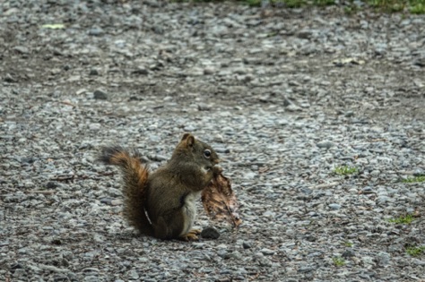 Red Squirrel