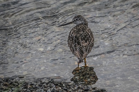 Lesser Yellowlegs