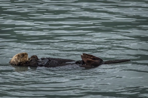 Sleeping sea otter