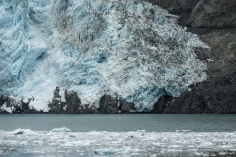 Harbor Seals on ice