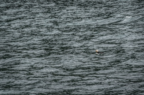 Horned Puffin