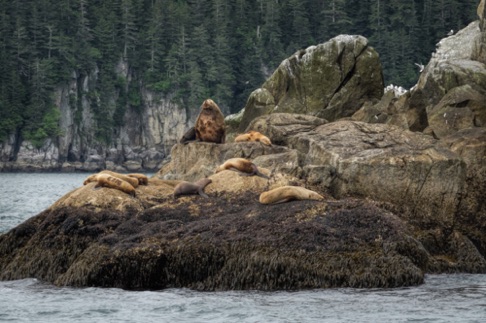 Stellar Sea Lions