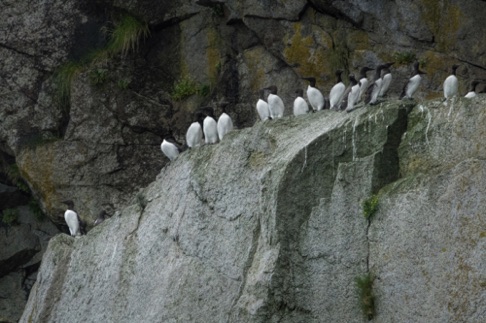 Common Murres