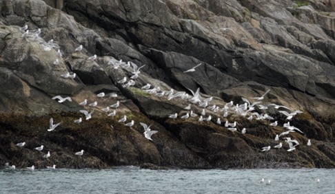 Gulls