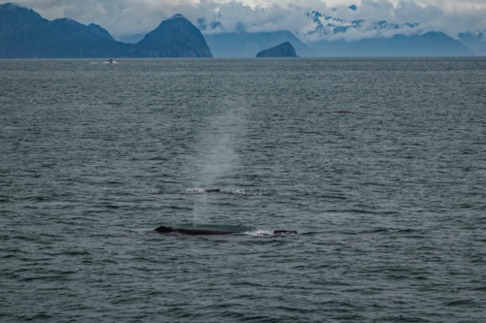 Humpback Whales