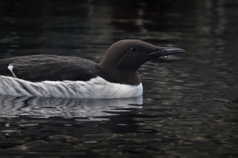 Common Murre