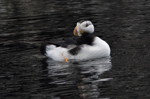 Horned Puffin