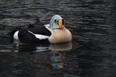 King Eider Duck