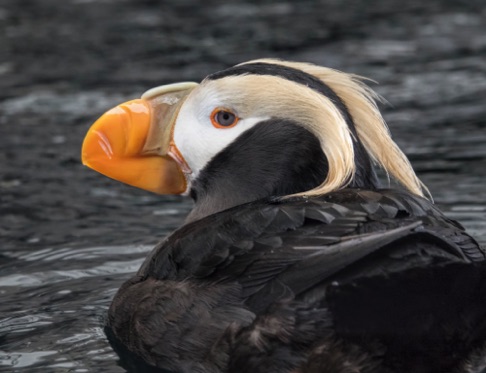 Tufted Puffin