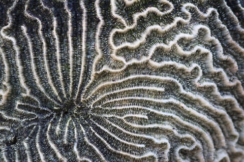 Fossilized Coral