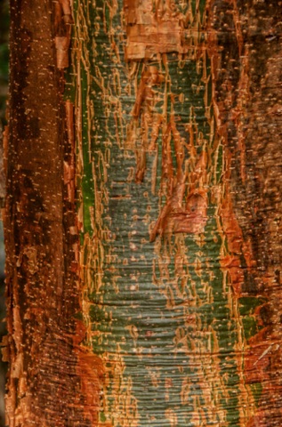 Gumbo Limbo bark