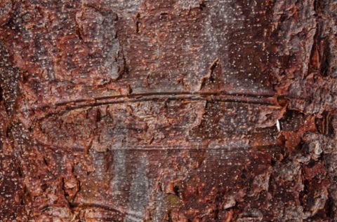 Gumbo Limbo bark