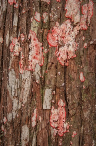 Red lichen