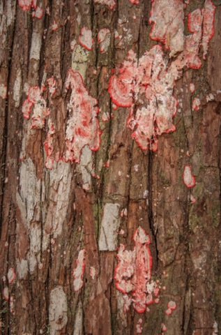 Red lichen