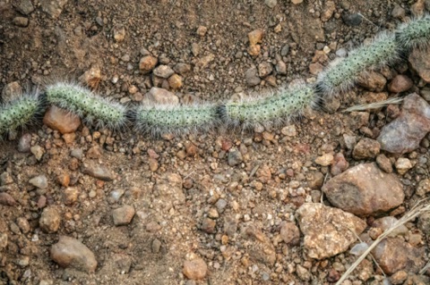 Processionary Caterpillars