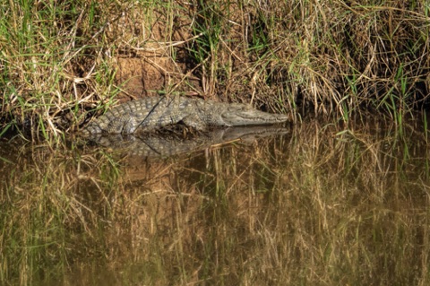 Nile Crocodile