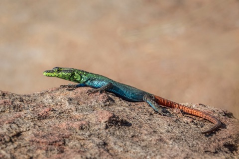 Rainbow Lizard