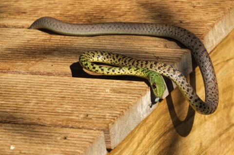 Spotted Bush Snake at the waterhole blind