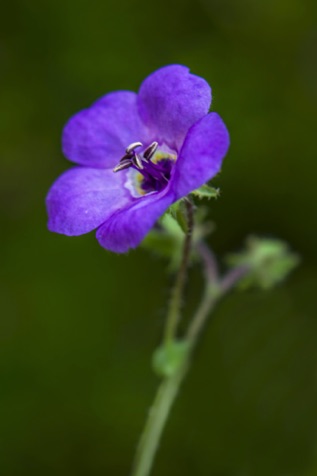 Blue Fiesta Flower • Pholistoma auritum