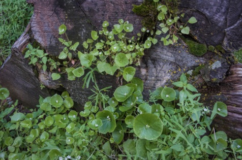 Miner's Lettuce • Claytonia perfoliata ssp perfoliata