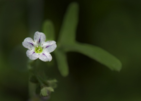 White Fiesta Flower • Pholistoma membranaceum